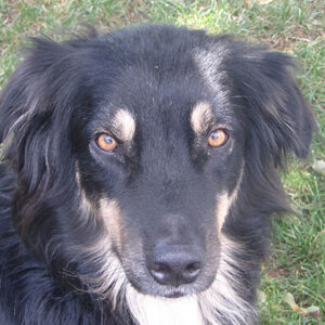 Blue, chien de Compagnons comportement animal